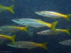 Dinolestes lewini