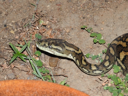 Coastal Carpet Python sighting