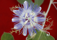 Passiflora arida