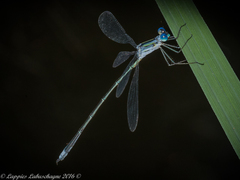 Lestes plagiatus