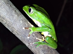 Phyllomedusa burmeisteri