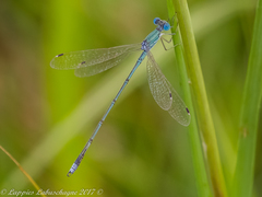 Lestes pallidus