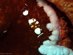 Ancylocaris brevicarpalis