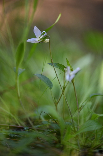 Pale Dog-violet (Viola lactea)