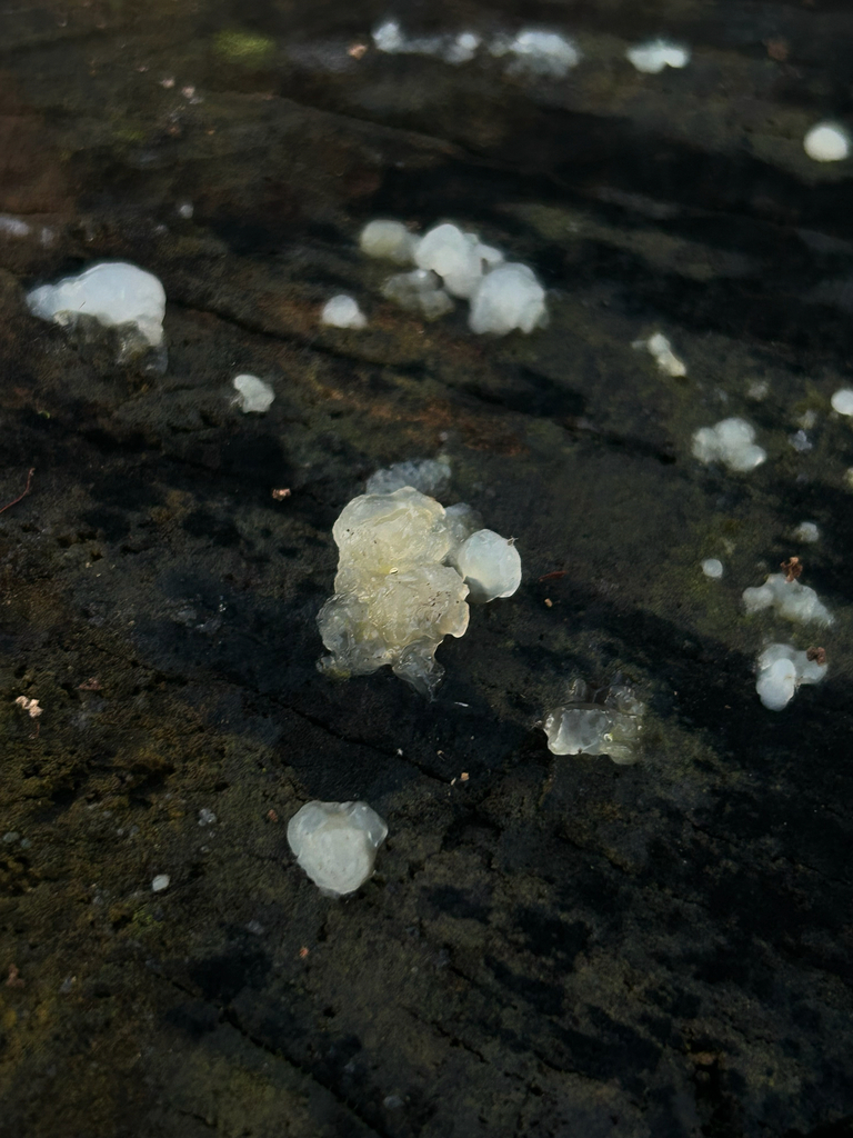 Myxarium nucleatum · December 2025 · photo: © priyastoric (iNaturalist, cc-by)