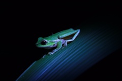 Ranoidea phyllochroa