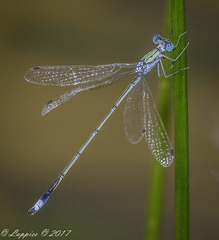 Lestes pallidus