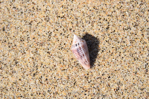 Conasprella ximenes observed 2025-12-04
