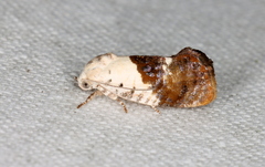 Hypertropha chlaenota