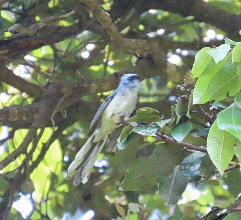 White-tailed Blue Flycatcher (Elminia albicauda), photo 8