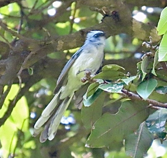 White-tailed Blue Flycatcher (Elminia albicauda), photo 9