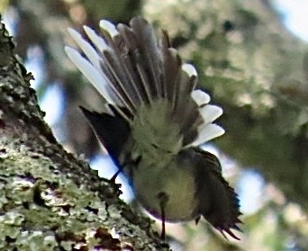 White-tailed Blue Flycatcher (Elminia albicauda), photo 10