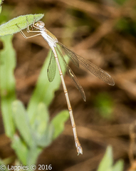 Lestes pallidus