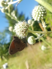 Cosmosatyrus leptoneuroides