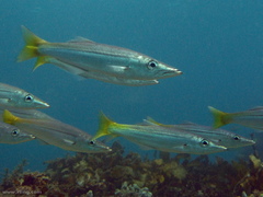 Dinolestes lewini
