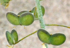 Dimorphocarpa pinnatifida