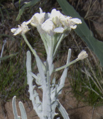 Dimorphocarpa pinnatifida