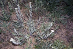 Dimorphocarpa pinnatifida