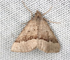 Dichromodes ornata