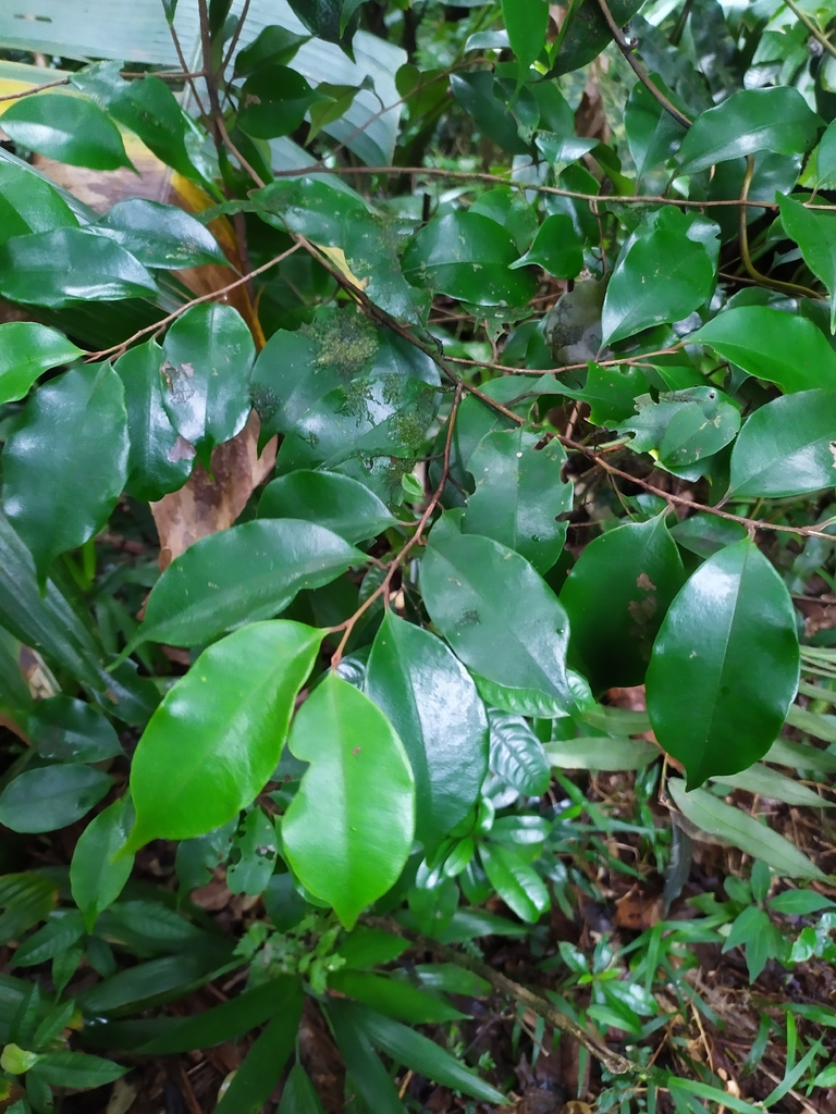 Cybianthus rostratus