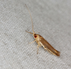 Glaphyristis marmarea