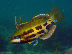 Heteroscarus acroptilus