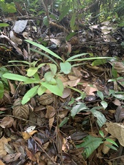 Calophyllum ferrugineum