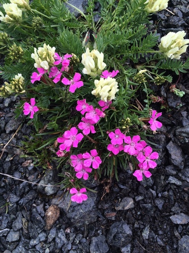 Dianthus glacialis, photograph 2