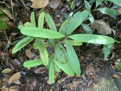 Calophyllum ferrugineum