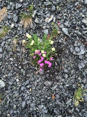Dianthus glacialis, photograph Karsten Rohweder, CC BY, iNaturalist via GBIF