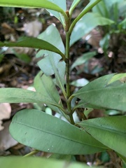 Calophyllum ferrugineum