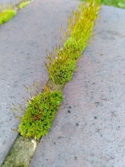 Tortula muralis