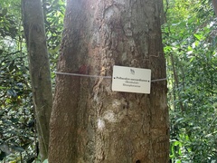 Pellacalyx saccardianus