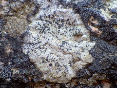 Buellia subdisciformis