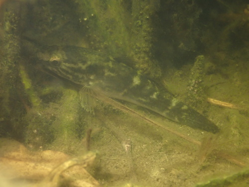 Ophiocara porocephala observed 2025-12-13
