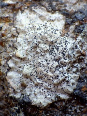 Buellia subdisciformis