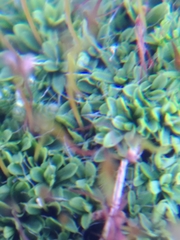 Tortula muralis