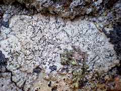 Buellia subdisciformis