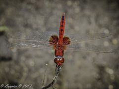 Urothemis assignata