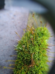Tortula muralis
