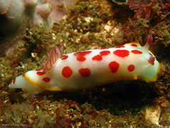 Goniobranchus splendidus