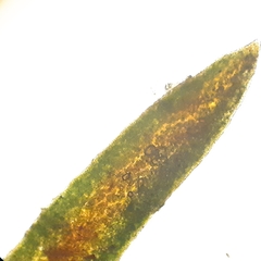 Aloina aloides