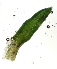 Aloina aloides