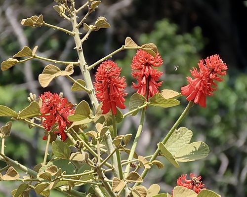 Redhot Poker Tree