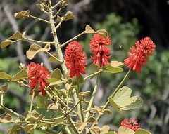 author not stated, no rights reserved Erythrina abyssinica, photograph author not stated, no rights reserved
