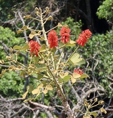 author not stated, no rights reserved Erythrina abyssinica, photograph author not stated, no rights reserved