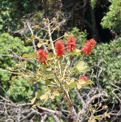 Erythrina abyssinica, photograph 6