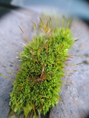 Tortula muralis
