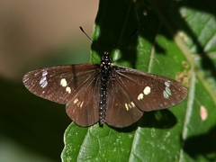 Acraea safie