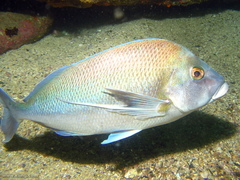 Nemadactylus douglasii